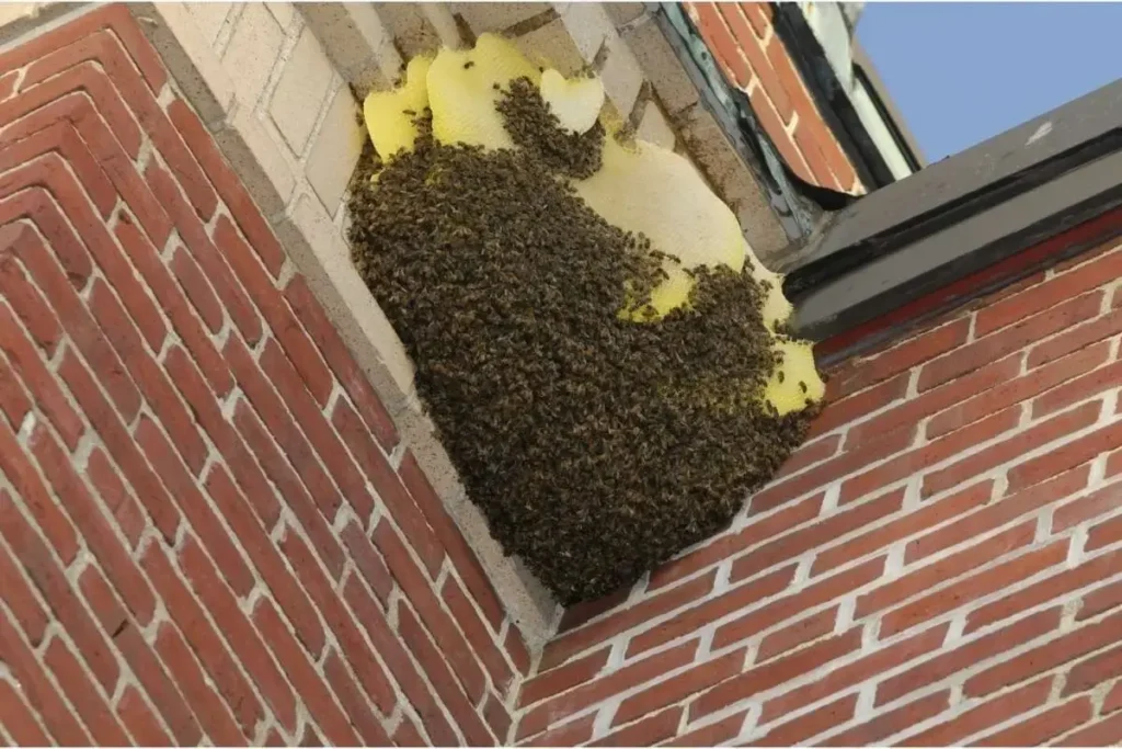 Bee Swarm Removal: What To Do When Bees Suddenly Appear