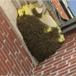 Bee Swarm Removal: What To Do When Bees Suddenly Appear