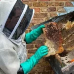 Safe Bee Removal in New York & New Jersey: Why Humane Relocation Matters