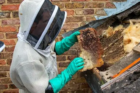 Safe Bee Removal in New York & New Jersey: Why Humane Relocation Matters