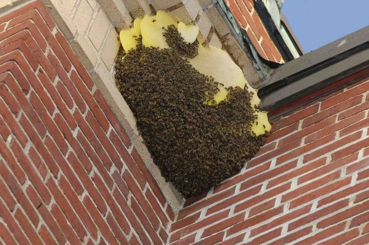 Professional Bee Removal Services Cranford NJ for Homes and Businesses