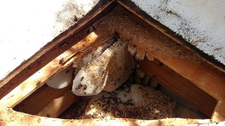 Professional Bee Swarm Removal Services in Cranford NJ for Safe and Fast Solutions