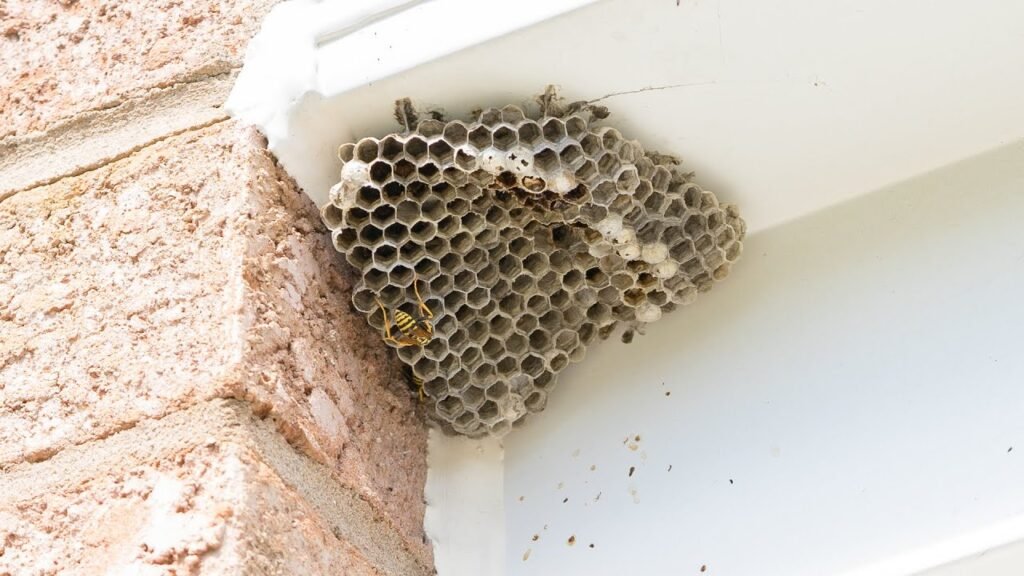 Signs You Need Immediate Wasp Nest Removal
