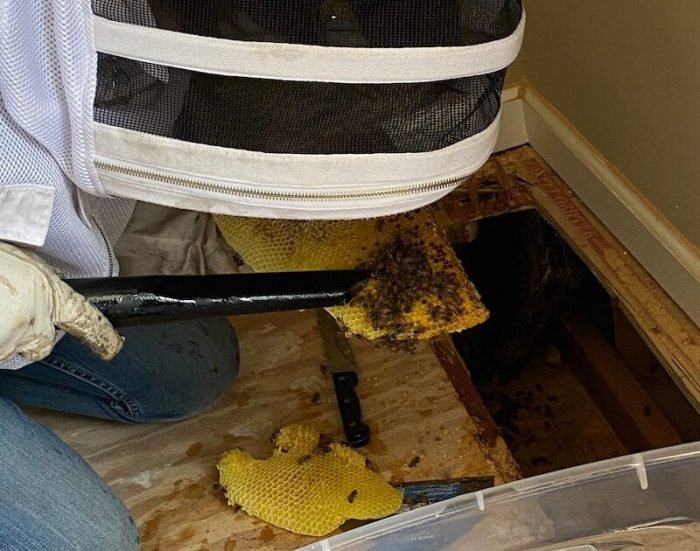 Bee Hive Removal Service Brooklyn NY for Hidden and Active Colonies
