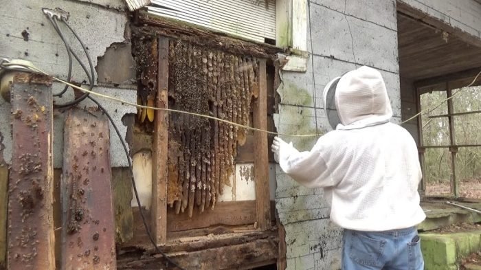 Bee Removal and Relocation Services in Brooklyn NY