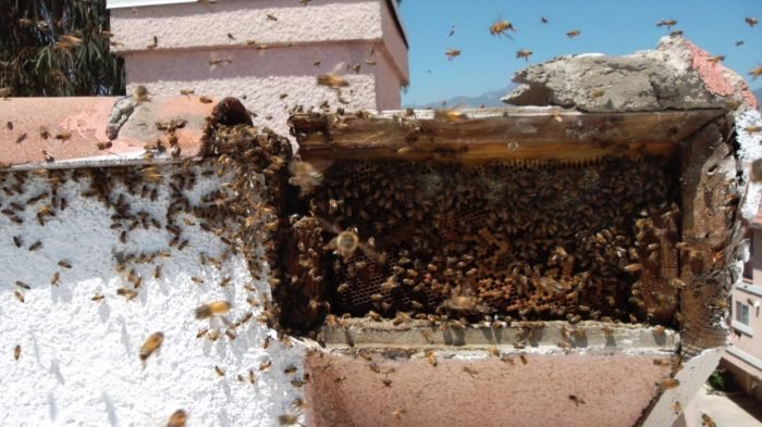 Bee Swarm Removal Services in Brooklyn NY