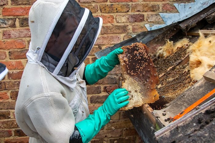Bee Swarm Removal Services in Cranford NJ