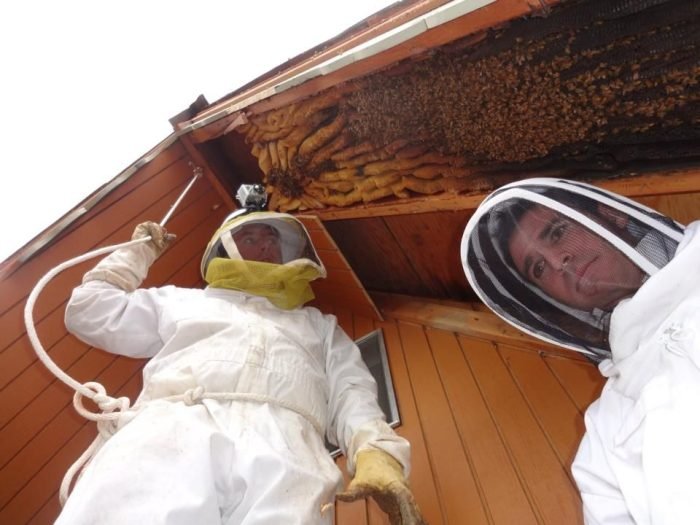 Honey Bee Removal Services in Brooklyn NY with Humane Relocation Methods
