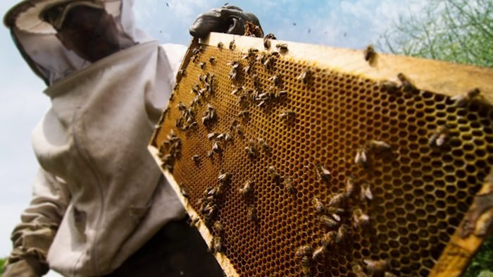 Honey Bee Swarm Removal Services Brooklyn NY with Safe Relocation Methods