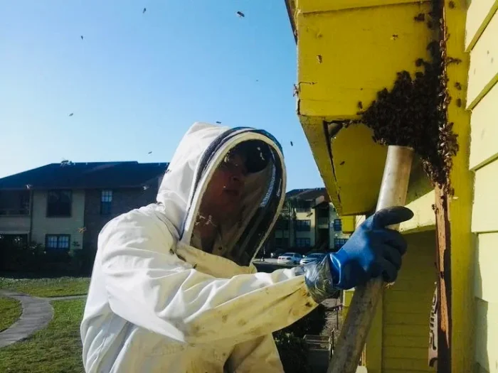 Honey Bee Swarm Removal Services Cranford NJ with Safe Relocation Methods