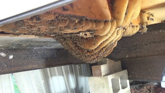 How Bee Relocation Services Brooklyn NY Benefits the Environment
