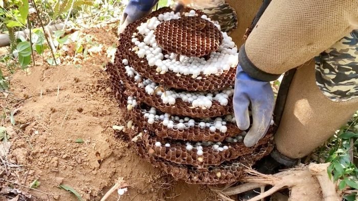 How to Remove a Large Wasp Nest Services in Cranford NJ without Causing a Swarm