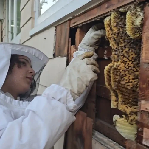 Mickey The beekeeper (1)