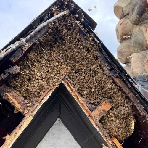 Mickey The beekeeper (2)