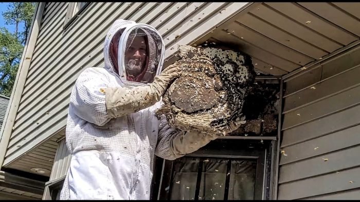 Professional Wasp Nest Removal Services in Cranford NJ for Homes and Businesses