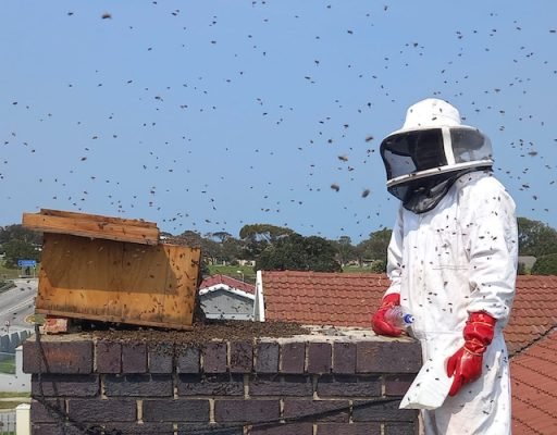 Honey Bee Removal Services in Cranford NJ with Humane Relocation Methods