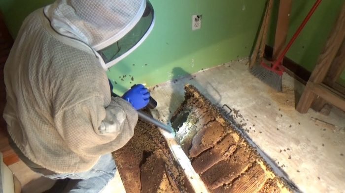 Bee Hive Removal Service Cranford NJ for Hidden and Active Colonies